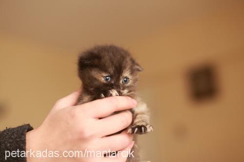 mantar Dişi Scottish Fold