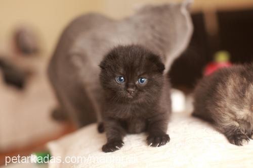 mantar Dişi Scottish Fold