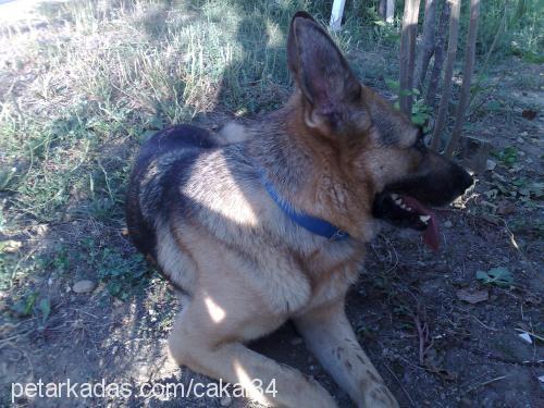 eris Dişi Alman Çoban Köpeği