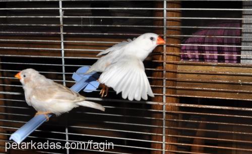 zebrafinch Dişi 