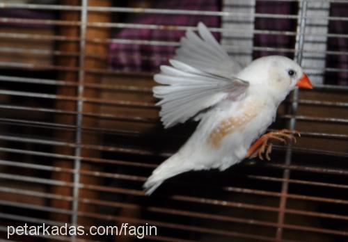 zebrafinch Dişi 