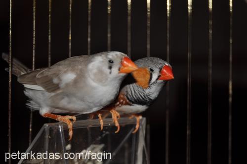 zebrafinch Dişi 