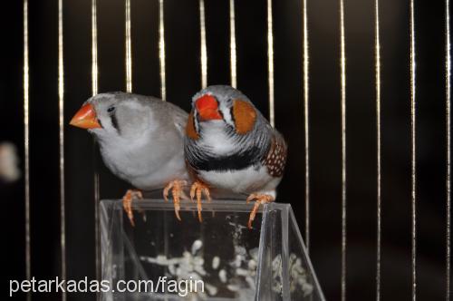 zebrafinch Dişi 