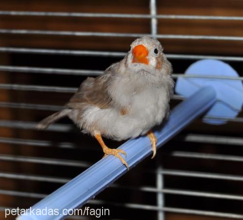 zebrafinch Dişi 