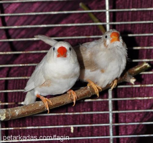 zebrafinch Dişi 