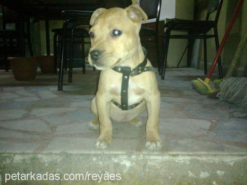 maya Dişi Staffordshire Bull Terrier