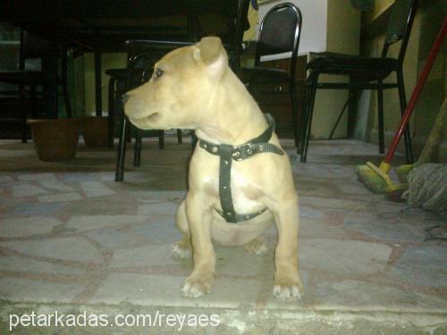 maya Dişi Staffordshire Bull Terrier