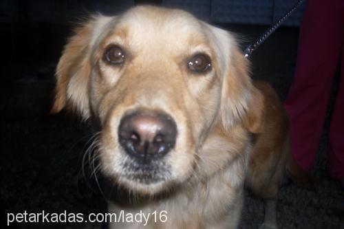 lady Dişi Golden Retriever