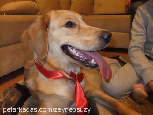 suzy Dişi Golden Retriever