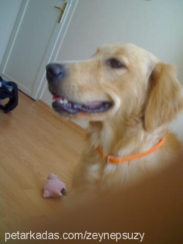 suzy Dişi Golden Retriever