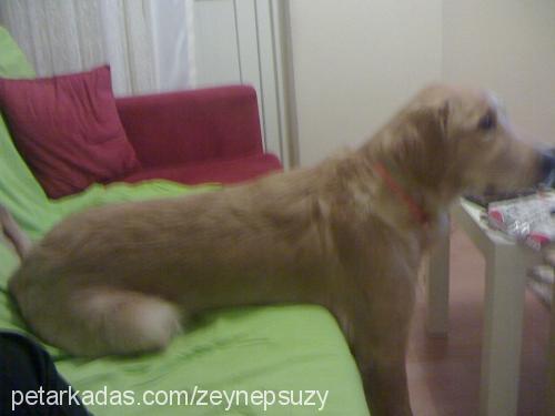 suzy Dişi Golden Retriever