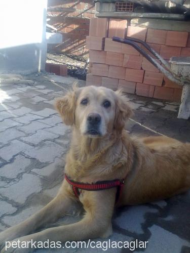 lady. Dişi Golden Retriever