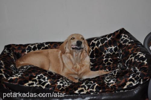 atar Erkek Golden Retriever