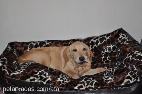 atar Erkek Golden Retriever