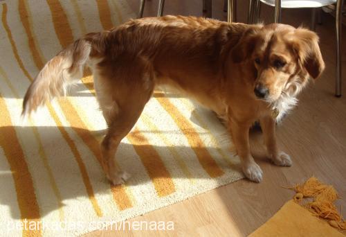 hena Dişi Golden Retriever