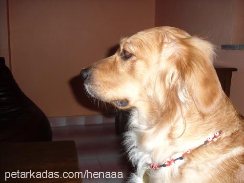 hena Dişi Golden Retriever