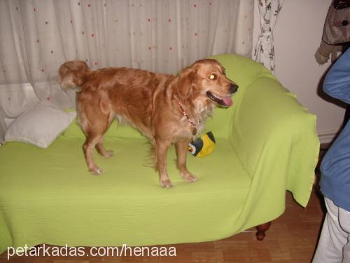 hena Dişi Golden Retriever