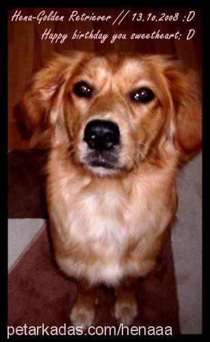 hena Dişi Golden Retriever