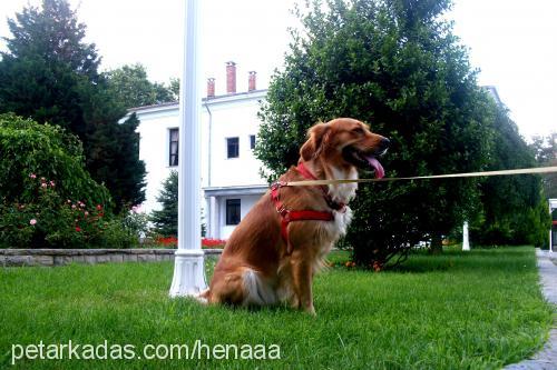 hena Dişi Golden Retriever