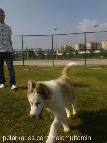 tarçın Dişi Alaskan Malamute