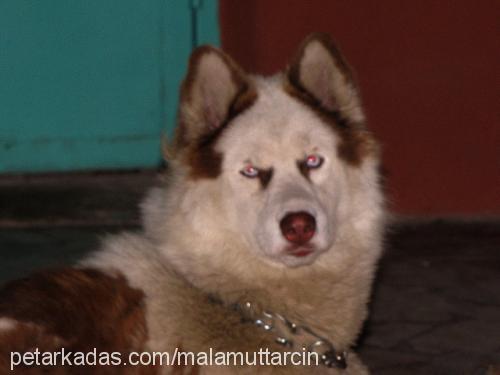 tarçın Dişi Alaskan Malamute