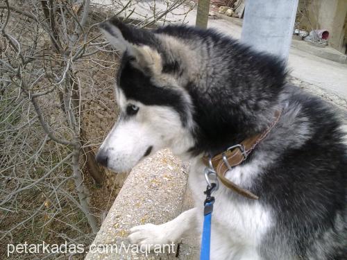 efe Erkek Sibirya Kurdu (Husky)