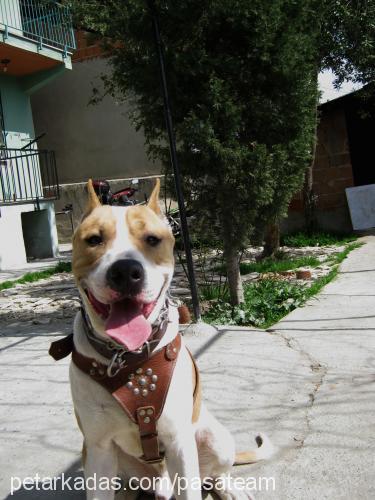 paşa Erkek Amerikan Pitbull Terrier