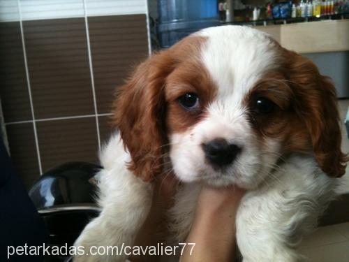 alex Dişi Cavalier King Charles Spanieli