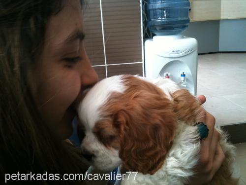 alex Dişi Cavalier King Charles Spanieli