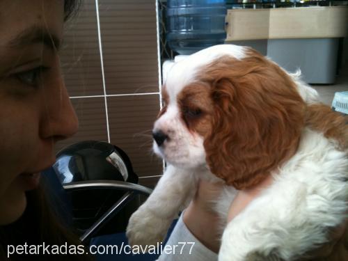 alex Dişi Cavalier King Charles Spanieli