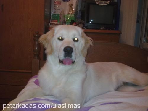 shila Dişi Golden Retriever