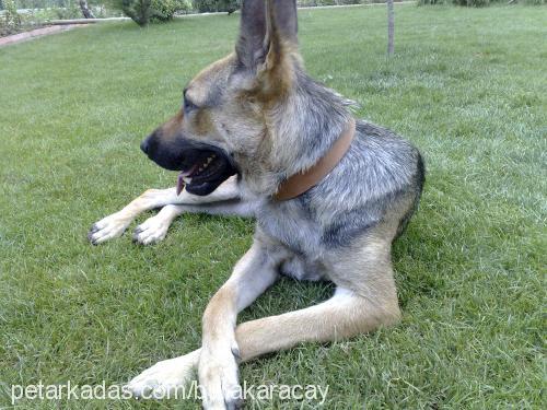 Şef Dişi Alman Çoban Köpeği