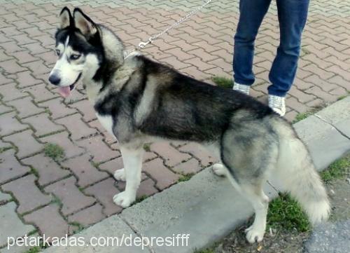 maxwell Erkek Sibirya Kurdu (Husky)