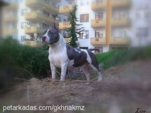 liza Dişi Amerikan Staffordshire Terrier