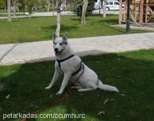 odin Erkek Sibirya Kurdu (Husky)