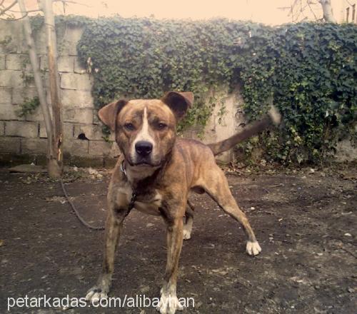 waynerooney Erkek Amerikan Pitbull Terrier