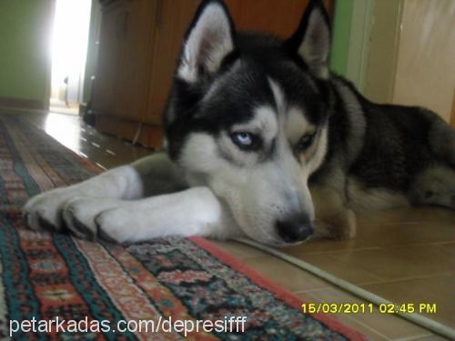 maxwell Erkek Sibirya Kurdu (Husky)