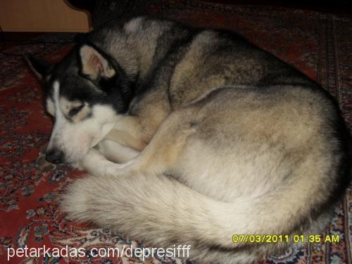 maxwell Erkek Sibirya Kurdu (Husky)