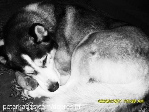 maxwell Erkek Sibirya Kurdu (Husky)