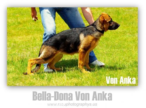 bianca Dişi Alman Çoban Köpeği