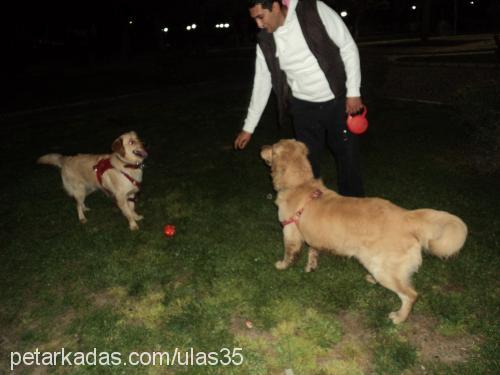 daisy Dişi Golden Retriever