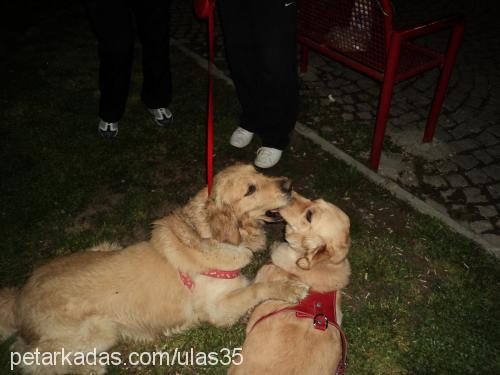 daisy Dişi Golden Retriever