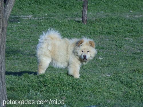 Çovİ Dişi Chow Chow