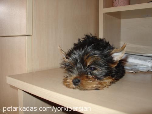 Çilek Dişi Yorkshire Terrier