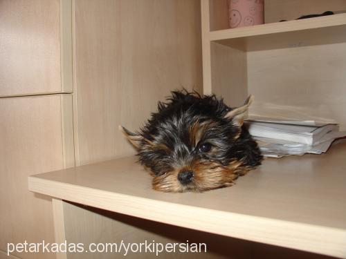 Çilek Dişi Yorkshire Terrier