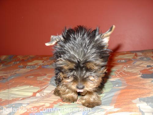 Çilek Dişi Yorkshire Terrier