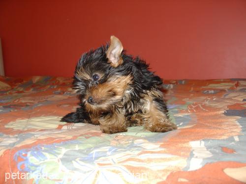 Çilek Dişi Yorkshire Terrier