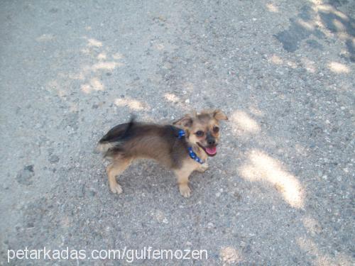 molly Dişi Tibetli Spaniel