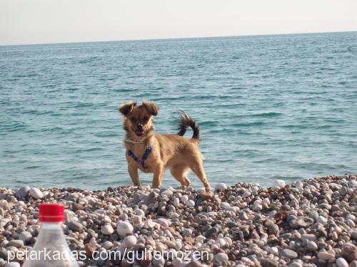 molly Dişi Tibetli Spaniel