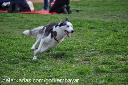 buffy Dişi Sibirya Kurdu (Husky)